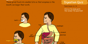 Hra - Digestion Game Quiz